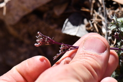 Dryopetalon runcinatum