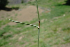 Trisetum rigidum