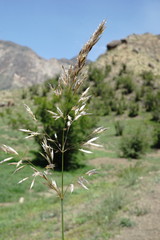 Trisetum rigidum