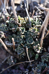 Sedum cockerellii