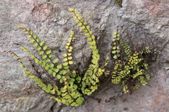 Asplenium trichomanes trichomanes