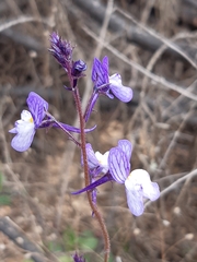 Linaria incarnata