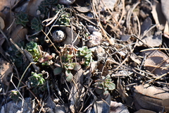 Sedum cockerellii