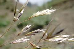 Trisetum rigidum