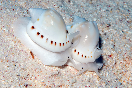 Heavy Bonnet Snail