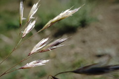 Trisetum rigidum