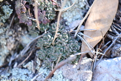 Sedum cockerellii
