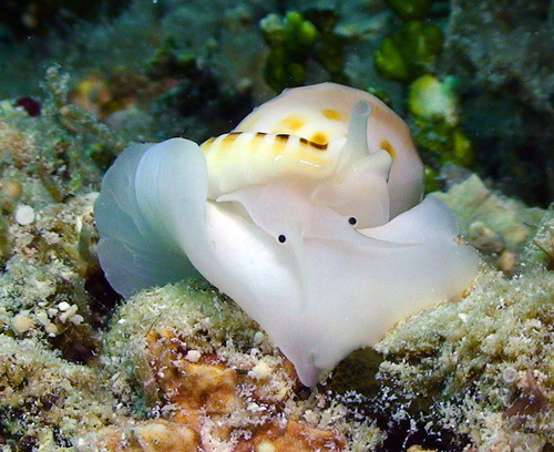 Heavy Bonnet Snail
