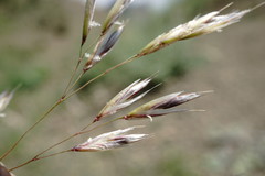 Trisetum rigidum