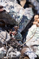 Sedum cockerellii