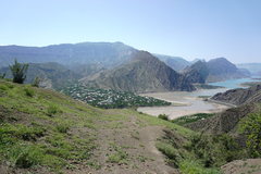 Scrophularia variegata