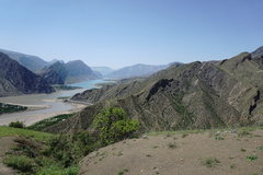 Scrophularia variegata