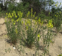 Erysimum canum