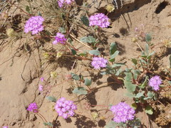Abronia gracilis