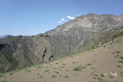 Scrophularia variegata