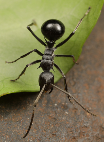 Militaris-group Spiny Sugar Ants