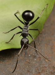 Polyrhachis gagates