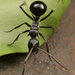 Shiny Spiny Sugar Ant - Photo (c) Wynand Uys, some rights reserved (CC BY), uploaded by Wynand Uys