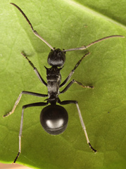Polyrhachis gagates