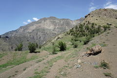 Gypsophila acutifolia