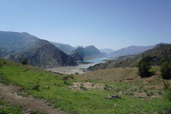 Gypsophila acutifolia