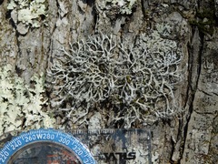 Heterodermia appalachensis