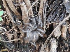 Ischnothele guianensis