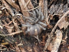 Ischnothele guianensis