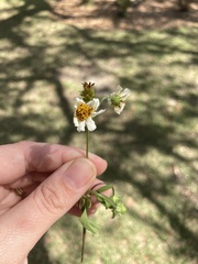 Bidens alba