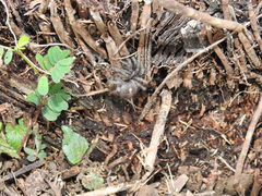 Ischnothele guianensis