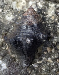 Cymia tectum