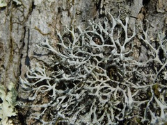 Heterodermia appalachensis