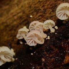 Mycena roseoflava