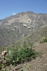 Anthemis fruticulosa