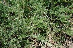 Anthemis fruticulosa