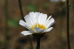 Anthemis fruticulosa