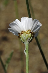 Anthemis fruticulosa