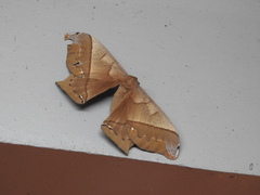 Arsenurinae