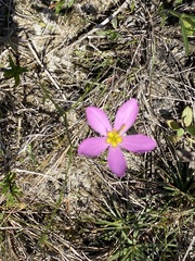 Sabatia grandiflora
