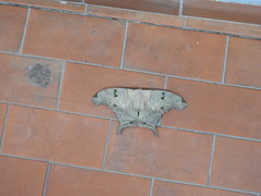 Arsenurinae