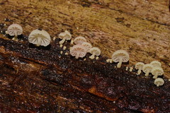 Mycena roseoflava