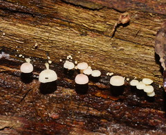 Mycena roseoflava