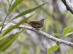 Cranioleuca subcristata