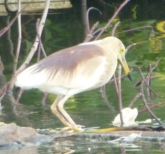 Ardeola grayii