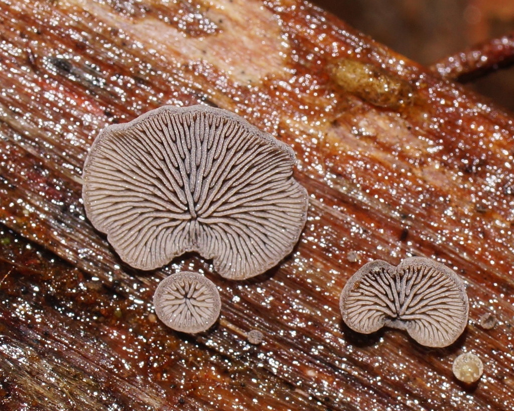 Resupinatus cinerascens