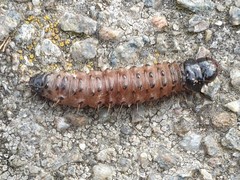 Apamea monoglypha