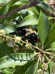 Xylocopa virginica