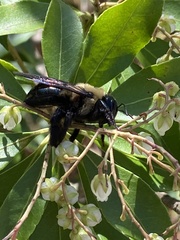 Xylocopa virginica
