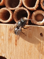 Osmia cornuta