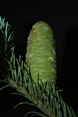 Abies jaliscana